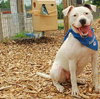 Sweety - ADOPTED 10.16.09