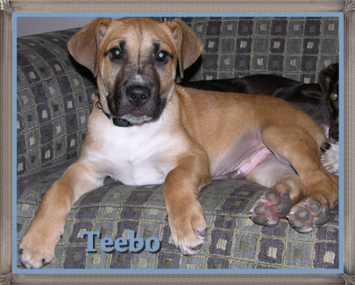 Teebo