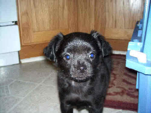 Teenie - ADOPTED 06.29.09