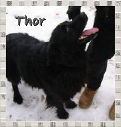 Thor