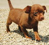Tiny-PENDING