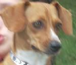Tippy