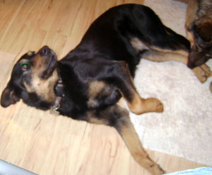 Tramp - ADOPTED 09.27.09