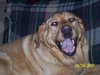 Tucker