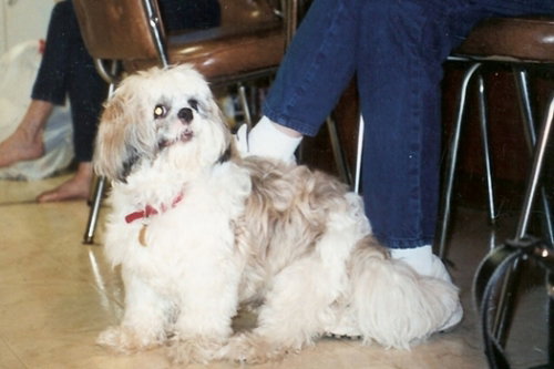 Tuffy