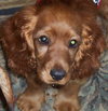 Woody~Pending