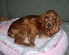 Woody~Pending