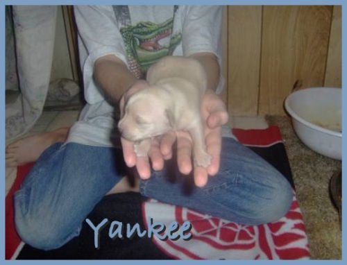 Yankee