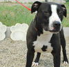 Zeke - NEEDS FOSTER