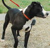 Zeke - NEEDS FOSTER