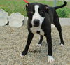 Zeke - NEEDS FOSTER