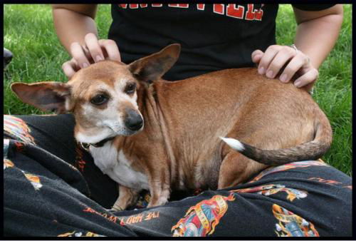 Zinnia-ADOPTED-6.9.09