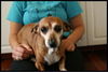 Zinnia-ADOPTED-6.9.09