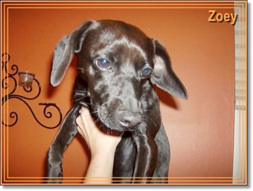 Zoey - ADOPTED 06.09.09