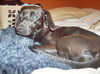Zoey - ADOPTED 06.09.09
