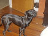 Zoey - ADOPTED 06.09.09