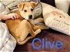 Clive - ADOPTED 02.06.20