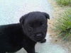 MARG-ADOPTED