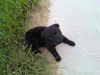 MARG-ADOPTED