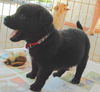 MARG-ADOPTED