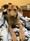 Ts Litter Buffalo - ADOPTED 03.07.20