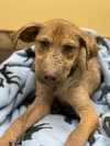 Ts Litter Buffalo - ADOPTED 03.07.20