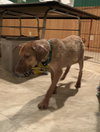 Ts Litter Buffalo - ADOPTED 03.07.20