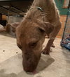 Ts Litter Buffalo - ADOPTED 03.07.20