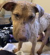 Ts Litter Buffalo - ADOPTED 03.07.20