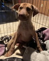 Ts Litter Buffalo - ADOPTED 03.07.20