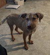 Ts Litter Buffalo - ADOPTED 03.07.20