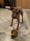 Ts Litter Buffalo - ADOPTED 03.07.20