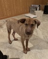 Ts Litter Buffalo - ADOPTED 03.07.20