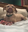 Ts Litter Buffalo - ADOPTED 03.07.20
