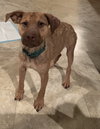 Ts Litter Buffalo - ADOPTED 03.07.20
