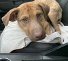 Ts Litter Buffalo - ADOPTED 03.07.20