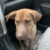 Ts Litter Buffalo - ADOPTED 03.07.20