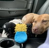 Ts Litter Buffalo - ADOPTED 03.07.20