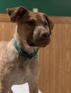 Ts Litter Buffalo - ADOPTED 03.07.20
