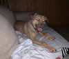 Ts Litter Buffalo - ADOPTED 03.07.20