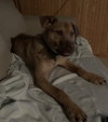 Ts Litter Buffalo - ADOPTED 03.07.20