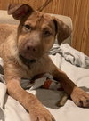 Ts Litter Buffalo - ADOPTED 03.07.20