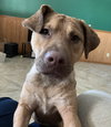 Ts Litter Buffalo - ADOPTED 03.07.20