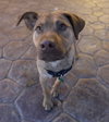 Ts Litter Buffalo - ADOPTED 03.07.20