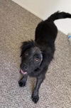Ts Litter Aspire - ADOPTED 03.10.20