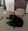 Ts Litter Aspire - ADOPTED 03.10.20