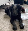 Ts Litter Aspire - ADOPTED 03.10.20
