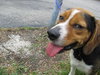 Ziggy-ADOPTED-1.24.10