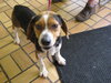 Ziggy-ADOPTED-1.24.10