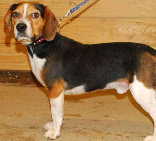 Ziggy-ADOPTED-1.24.10